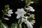 Preview: Hosta 'Royal Standard' | Lilien-Funkie